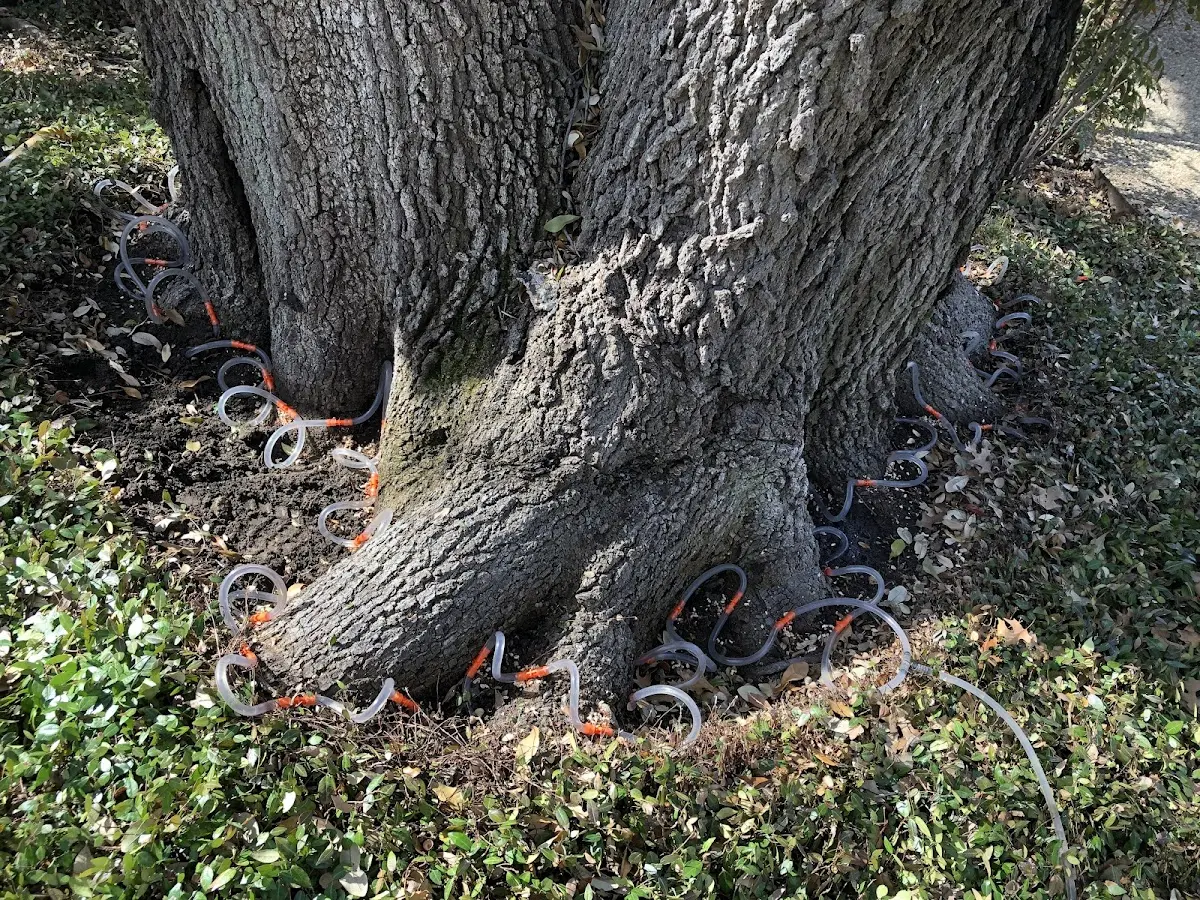 Detailed Tree Cabling and Bracing job site in Canton